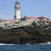lighthouse_island_seal_machias_v_2249_can1367.jpg